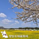 초대마을주민 목공예 | 삼척 맹방유채꽃축제 2026 기본정보 주차 일정 초대가수 4월 축제