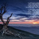 고목나무 이미지