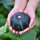 제주그밤 | 힘찬열매 제주 미니 밤호박 후기 | 보우짱 단호박