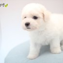 하빈애견농장 이미지