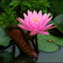 자연누리 이미지