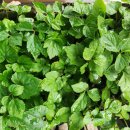 대풍농약종묘사 이미지