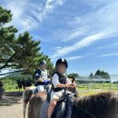 승마장 | 제주도 승마체험 OK승마장 후기 제주 동쪽 아이랑 가볼만한 곳