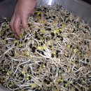 고향콩나물밥 이미지