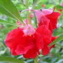 노을에무초 이미지