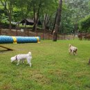 댕댕이숲 이미지