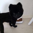 마벨펫 천안점 네이버블로그
