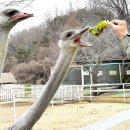 순호농장 Daum카페