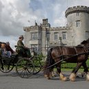 애견시선 이미지