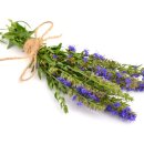 히솝 hyssop