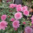 그린꽃식물원 이미지