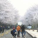 [경남/창원/진해]수십명 진사들의 발목을 잡아놓은 벚꽃명소길 이곳은 어디? 이미지