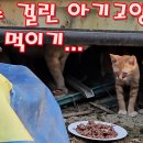 허피스 걸린 아기고양이 약밥 먹이기 이미지