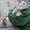 24시청주다옴동물의료센터 이미지