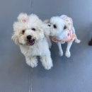 나나와메이 이미지