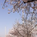 송천 | 수많은 벚꽃이 커튼처럼 드리운 곳-익산 웅포 곰개나루 벚꽃길