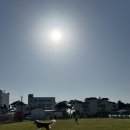 똥개애견 | [태안/안면도] 대형견 동반 가능한 애견펜션, 시골똥개펜션 다녀온 후기