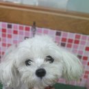 펫시스터즈 이미지