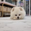 도블리펫 이미지