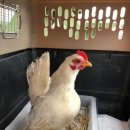 충청대로 이미지