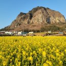 노랑제주