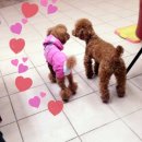 도긴어스 이미지