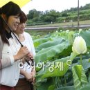 금당백련 이미지