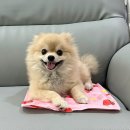 댕댕포유 이미지