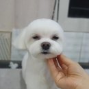 신운미애견미용실 | 울산 신정동 애견호텔 신운미애견미용실 비용 시간 위치