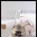 펫아미 강아지분양 고양이분양 동탄점 이미지