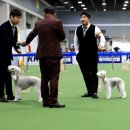 챔피언 애견농장 | 베들링턴테리어 켄넬 플로라 스프링스 한국애견연맹 도그쇼에서 하퍼!!