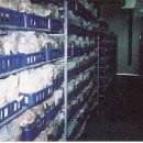 상록사 | 표고버섯 생리생태 및 톱밥재배