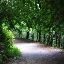 숲에 머물다 이미지