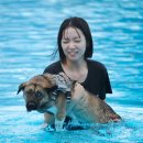 도그 스포지움 이미지