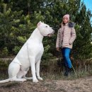 도고 아르헨티노(Dogo Argentino) 견종 이미지