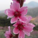 도화(복숭아 꽃) 만발한 청도의 설레이는 분홍빛 풍경 이미지