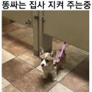지니로그