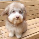 삼천우리약국 | 상하이 말고 상라오 오라오