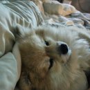 웰니스동물병원 스타필드 고양 이미지