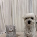 누리댕댕 이미지