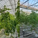 오복광택 이미지