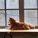 심쿵간식 | 더미쓰리 용산 시바견 카페 방문 후기🐕 심장 녹는 시바 덕후 데이트