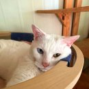 빵굽는 야옹이 이미지