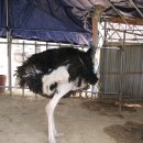 타조사육장 이미지