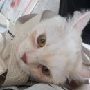 영대동물병원 이미지