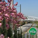 성산 꿈꾸는 | 창원 진해 겹벚꽃 핀 조용한 무인카페 꿈꾸는숲