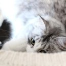 수리야 놀자 이미지