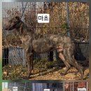마초 이미지