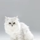 365동물병원 분당점 이미지