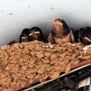 제비1리 이미지